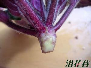 非洲堇砍头苗的处理方法