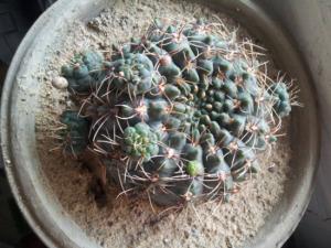 绯花玉繁殖方法