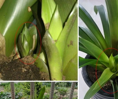 ���滨�ķ�ֳ����(ͼ)