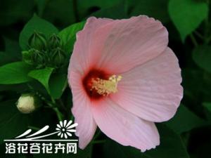 芙蓉葵的繁殖方法