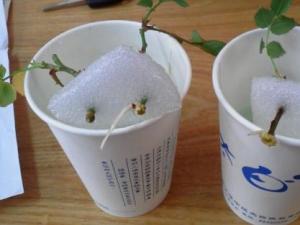 月季水插繁殖方法详解(图)，月季图片