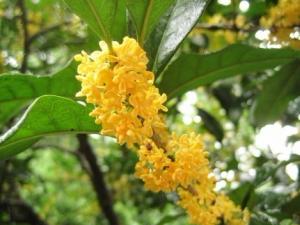 桂花扦插做好6个环节