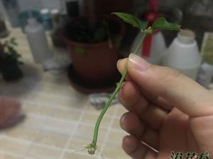水培生根后转土培的方法（图）