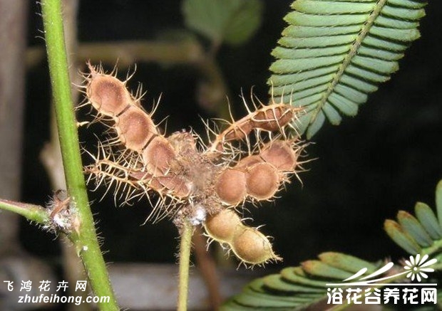 含羞草的繁殖方法