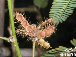含羞草(知羞草)的繁殖方法