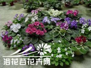 非洲紫罗兰叶插繁殖方法
