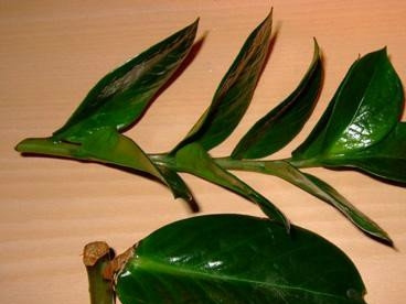 金钱树叶插(图文)