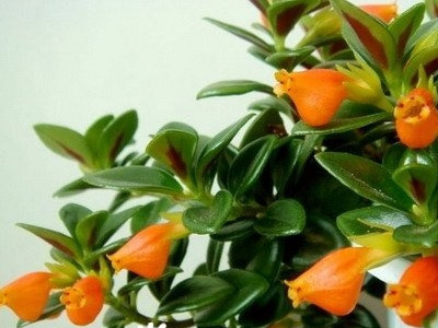 金鱼吊兰的繁殖方法