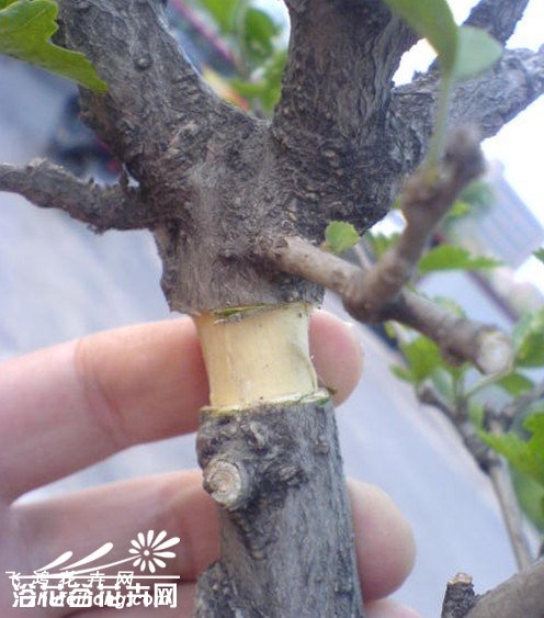 图说高空压条繁殖方法