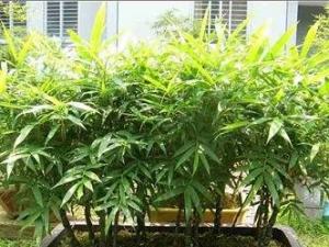 佛肚竹的分株繁殖