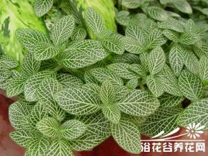 网纹草叶片清新美观，特别适合盆栽观赏