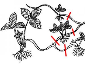 草莓苗走茎从哪里剪断（图）