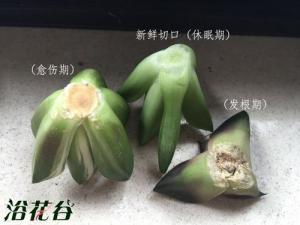 十二卷砍头（发根篇)