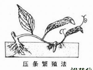 高压繁殖法【图文科普】，花卉的高压繁殖方法