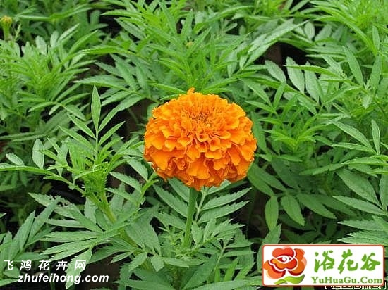 孔雀草栽培