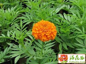 孔雀草的栽培养护