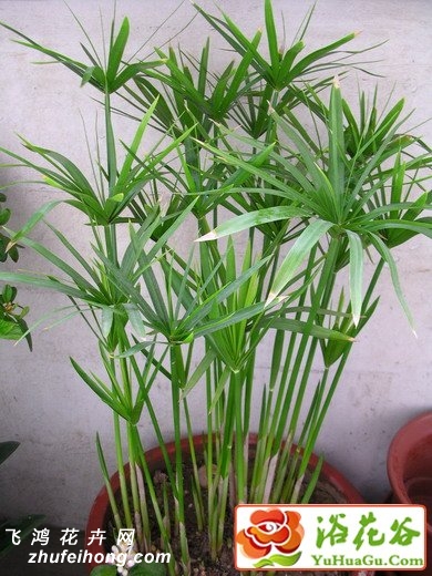 伞草、伞竹、水棕竹、台湾竹、风车草的养殖方法