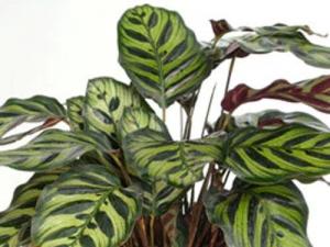 孔雀竹芋的养殖方法