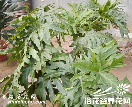 春芋