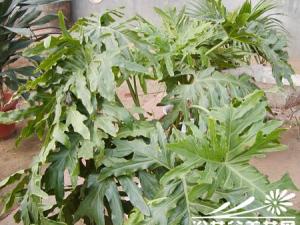 春芋的养护方法