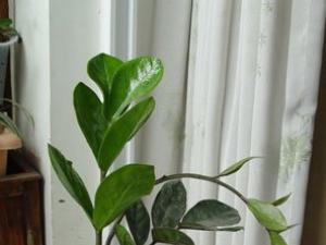 金钱树为天南星科雪铁芋属多年生常绿草本植物