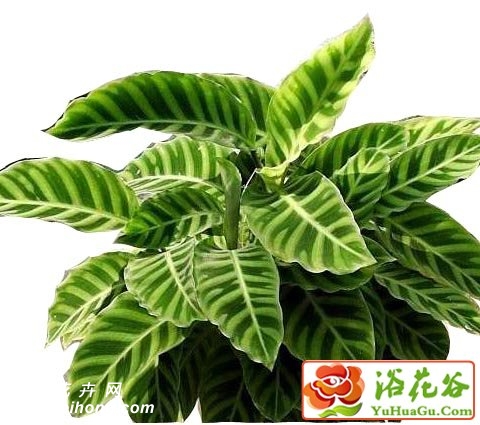 天鹅绒竹芋