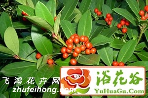 茵芋