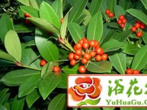 茵芋的栽培繁殖