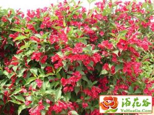 锦带花的栽培技巧