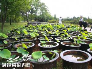 盆栽荷花为什么不现蕾不开花