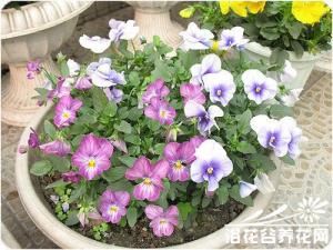 角堇的养护方法 角堇是多年生草本，常做一年生栽培