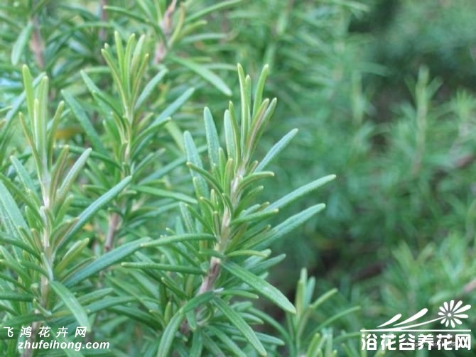 迷迭香的种植