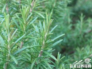 迷迭香的种植方法
