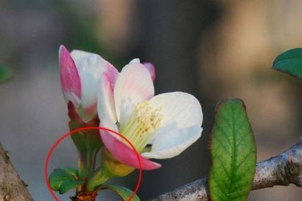 木瓜海棠和贴梗海棠的区别（图）