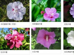 木槿花和蜀葵的区别