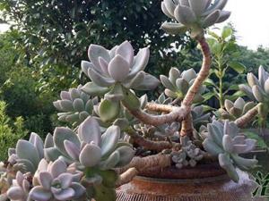 厚脸皮植物有哪些 冬美人，为景天科、厚叶草属多肉植物(多肉植物)