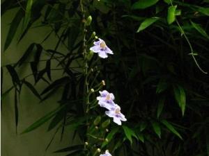 名字独特的大花老鸦嘴 大花老鸦嘴全株有药用价值