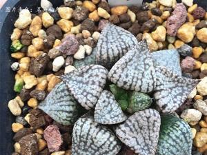 潘多拉白银寿(图) 潘多拉白银寿还有锦斑品种
