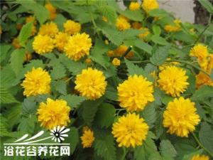 蔷薇科棣棠花
