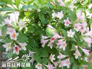 忍冬科锦带花常见品种介绍
