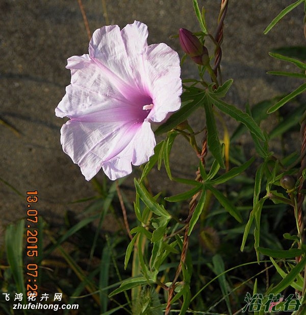 ǣţIpomoea platensis