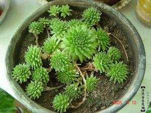 卷绢的相关知识的介绍 卷绢是景天科小型多肉植物，卷绢隶属长生草属
