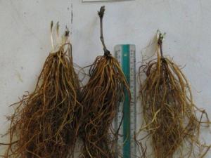 转子莲和铁线莲的区别（对比图）