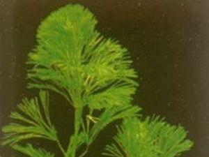 绿菊花草分布在北美洲南部及南美洲北部区域