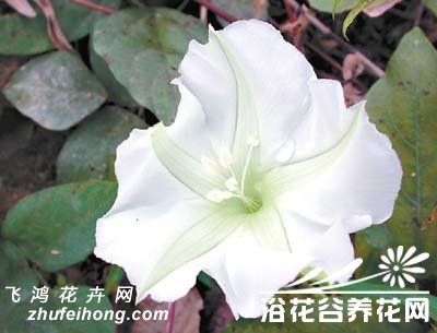 旋花科月光花