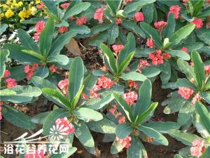 落叶灌木麒麟花--虎刺梅图片欣赏