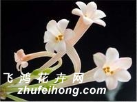 垂筒花