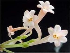 垂筒花多年生常绿球根植物,株高约20-30cm