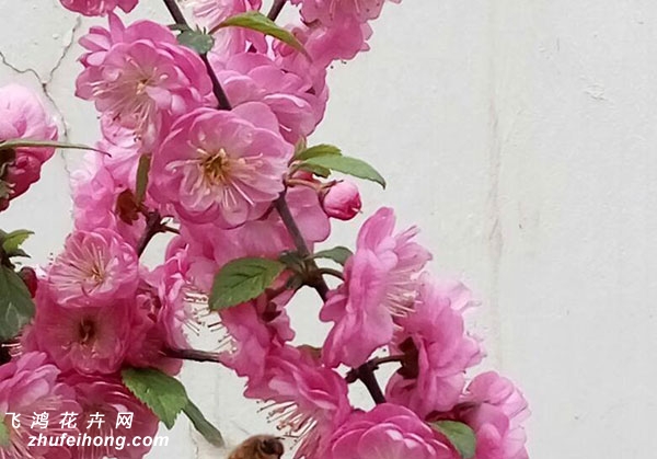 榆叶梅