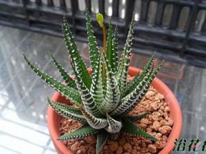 条纹蛇尾兰开花
